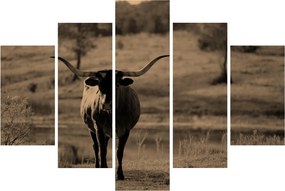 Tablou - Vacă din Texas (150x105 cm)