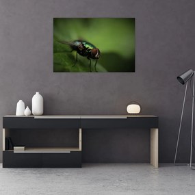 Tablou - Musca (90x60 cm)