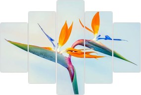 Tablou cu floarea Strelicie (150x105 cm)