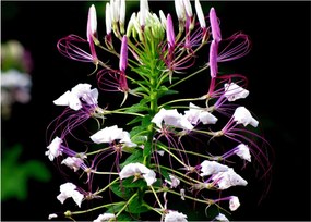 Tablou cu floare (70x50 cm)