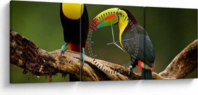 Tablou tucani sezând , Costa Rica (cu ceas) (90x30 cm)