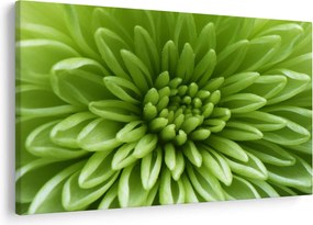 Tablou - Imagine macro a unei plante (90x60 cm)