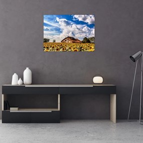 Tablou pe sticlă cu câmp de floarea soarelui (70x50 cm)