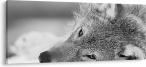 Tablou - Lup,alb-negru (120x50 cm)
