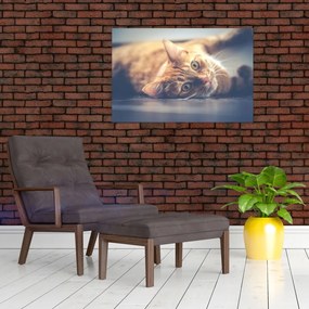 Tablou - Pisici pe podea (90x60 cm)