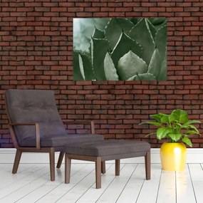 Tablou - Agave verde (90x60 cm)