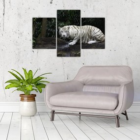Tablou - Tigru alb (90x60 cm)
