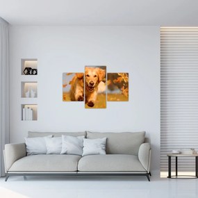 Tablou - Golden Retriever (90x60 cm)