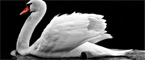 Tablou cu lebăda alb neagră (120x50 cm)