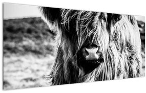 Tablou - Highland - vacă scoțiană (120x50 cm)