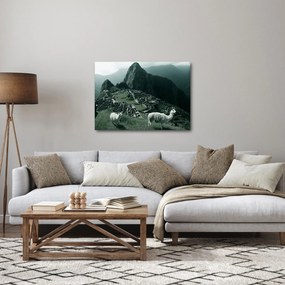 Tablou - Lamas la Machu Picchu în Peru (70x50 cm)