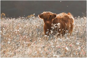 Tablou - Vacă scoțiană (90x60 cm)
