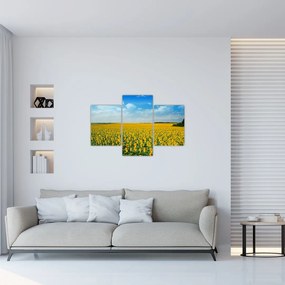 Tablou - câmp cu floarea soarelui (90x60 cm)