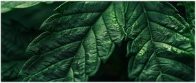 Tablou - Detaliu al foii (120x50 cm)