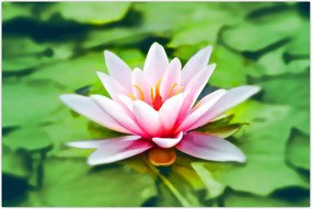 Tablou - Nuferi pe apă (90x60 cm)