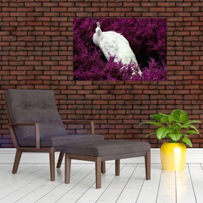 Tablou - Păun alb (90x60 cm)