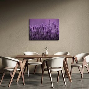 Tablou - Lavanda (70x50 cm)