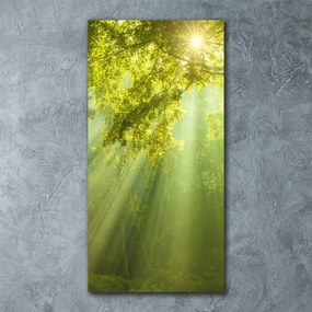 Tablou pe pe sticlă Soare în pădure