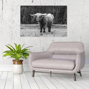 Tablou - Vacă scoțiană 3,alb-negru (90x60 cm)