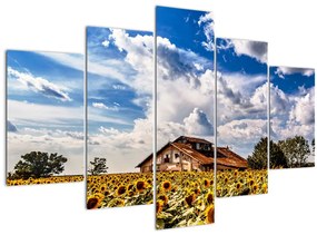 Tablou cu câmp de floarea soarelui (150x105 cm)