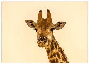 Tablou cu girafe (70x50 cm)
