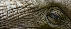 Tablou - Prim-planul ochiului de elefant vechi (120x50 cm)