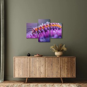 Tablou - Caterpillar (90x60 cm)