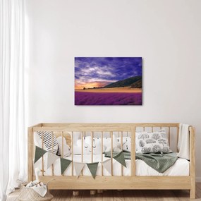 Tablou cu lunca cu lavandă (70x50 cm)