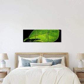 Tablou - frunză verde (cu ceas) (90x30 cm)