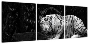 Tablou - Tigru alb, alb-negru (cu ceas) (90x30 cm)