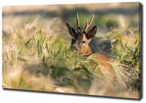 Print pe pânză Deer în domeniu
