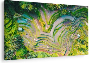 Tablou cu lanuri de orez din privire de sus (90x60 cm)