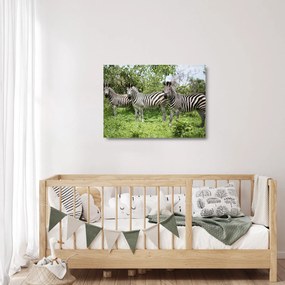 Tablou pe sticlă cu zebre (70x50 cm)