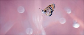 Tablou - Fluturele (120x50 cm)