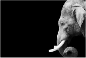 Tablou - Elefant (90x60 cm)