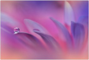 Tablou - Picătură pe floare (90x60 cm)