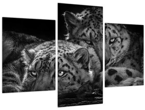Tablou - Gheparzi care se odihnesc (90x60 cm)