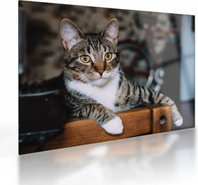 Tablou pe sticlă cu pisica (70x50 cm)
