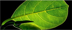 Tablou - frunză verde (120x50 cm)