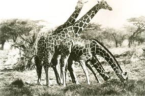 Tablou - Girafe, de epocă (90x60 cm)