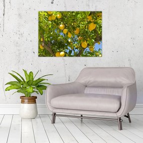 Tablou pe sticlă - Lămâiță (70x50 cm)