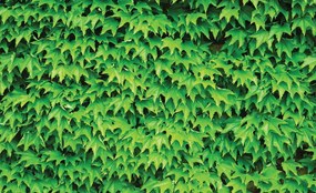Fototapet - Frunze (152,5x104 cm)