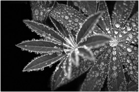 Tablou - Frunze cu picături (90x60 cm)
