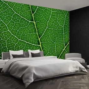Fototapet Frunză verde