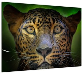 Tablou pe sticlă - Portretul leoparduslui, Sri Lanka (70x50 cm)