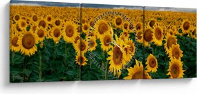 Tablou câmpului de floarea soarelui (cu ceas) (90x30 cm)