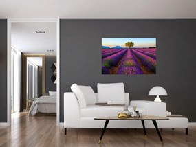 Tablou - Câmp de lavandă (90x60 cm)