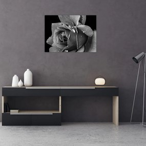 Tablou pe sticlă cu trandafir - albneagră (70x50 cm)