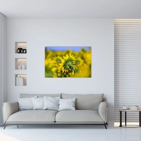 Tablou cu floarea soarelui (90x60 cm)