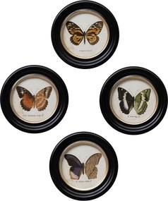 Set 4 tablouri cu fluturi, cu rama din lemn de pin, Butterfly